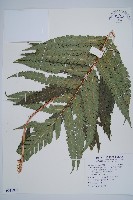 藏品(日本狗脊蕨)的圖片