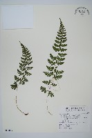 藏品(宿蹄蓋蕨)的圖片