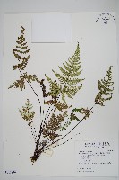 藏品(深山粉背蕨)的圖片