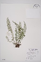 藏品(鱗柄鐵角蕨)的圖片