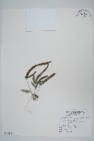 藏品(三葉茀蕨)的圖片