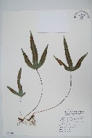 藏品(三葉茀蕨)的圖片