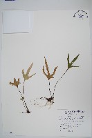 藏品(槭葉石葦)的圖片