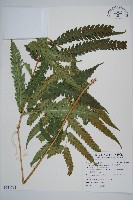 藏品(日本狗脊蕨)的圖片