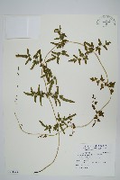 藏品(海金沙)的圖片