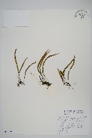 藏品(瓦葦)的圖片