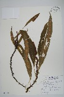 藏品(波氏星蕨)的圖片