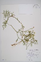 藏品(過山龍)的圖片