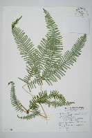 藏品(蔓芒萁)的圖片