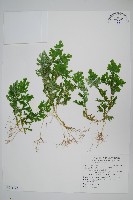 藏品(生根卷柏)的圖片