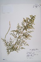 藏品(過山龍)的圖片