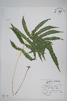 藏品(毛蕨)的圖片