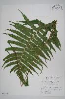 藏品(密毛毛蕨)的圖片