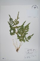 藏品(箭葉鳳尾蕨)的圖片