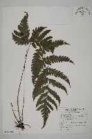 藏品(薄葉擬肋毛蕨)的圖片