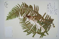 藏品(毛葉腎蕨)的圖片