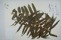 藏品(長葉腎蕨)的圖片