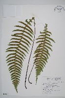 藏品(雉尾烏毛蕨)的圖片