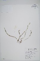 藏品(梳葉蕨)的圖片