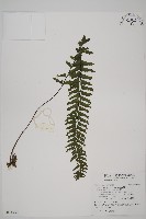 藏品(薄葉孔雀鐵角蕨、邊孢鐵角蕨)的圖片