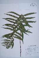 藏品(桫欏鱗毛蕨)的圖片