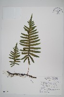 藏品(大葉水龍骨)的圖片