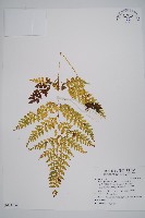 藏品(大膜蓋蕨)的圖片