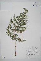 藏品(紅線蕨)的圖片