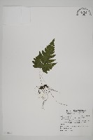 藏品(觀音三叉蕨)的圖片