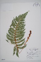 藏品(兒玉氏耳蕨)的圖片