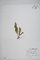 藏品(穴子蕨)的圖片