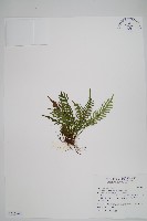 藏品(蒿蕨)的圖片