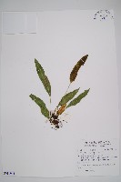 藏品(阿里山舌蕨、大葉舌蕨)的圖片