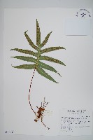 藏品(玉山茀蕨)的圖片