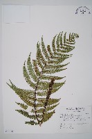 藏品(厚葉鱗毛蕨)的圖片