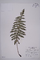 藏品(玉山擬鱗毛蕨)的圖片