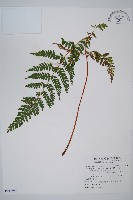 藏品(碗蕨)的圖片