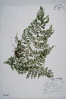 藏品(稀子蕨)的圖片