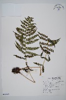 藏品(對生蹄蓋蕨)的圖片