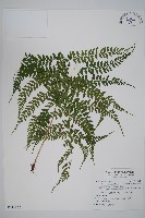 藏品(姬蹄蓋蕨)的圖片