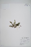 藏品(虎尾蒿蕨)的圖片