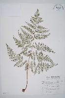 藏品(小膜蓋蕨)的圖片