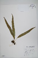 藏品(波氏星蕨)的圖片