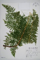 藏品(稀子蕨)的圖片