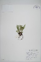 藏品(蒿蕨)的圖片