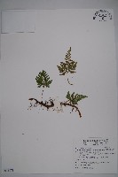 藏品(阿里山陰石蕨)的圖片