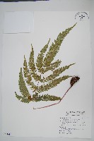 藏品(紅柄鳳尾蕨)的圖片