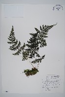 藏品(大葉貞蕨)的圖片