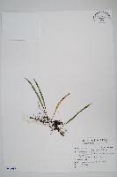 藏品(擬芨瓦葦)的圖片