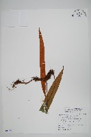 藏品(石葦)的圖片